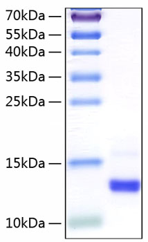 Recombinant Human Colipase/CLPS Protein