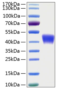 Recombinant Human OX-2/CD200 Protein