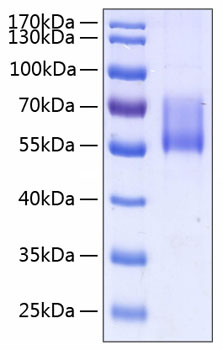 Recombinant Human MUC-1/CD227 Protein