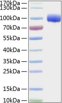 Recombinant Human FGFR-4/CD334 Protein