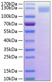 Recombinant Human Siglec-4/MAG/GMA Protein