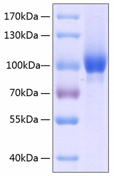 Recombinant Human Neuropilin-1/NRP1/VEGF165R/CD304 Protein