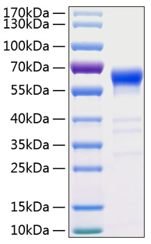 Recombinant Human TNFRSF6/FAS/CD95 Protein