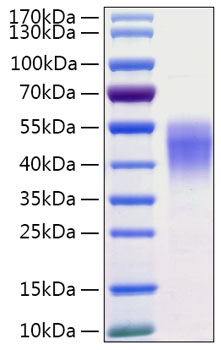 Recombinant Human CD38 Protein