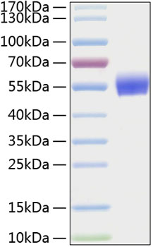 Recombinant Human BMPR-1A/ALK-3/CD292 Protein