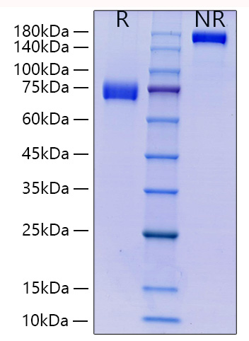 Recombinant Human Siglec-3/CD33 Protein