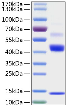 Recombinant Human Latent TGF-beta 1 (C33S) Protein