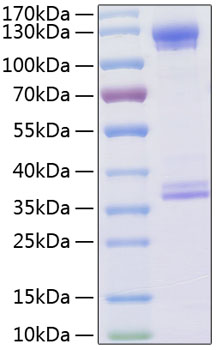 Recombinant Human C1qR/CD93 Protein