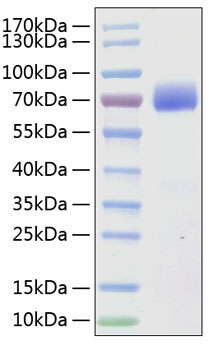 Recombinant Human SLAMF7/CRACC/CD319 Protein