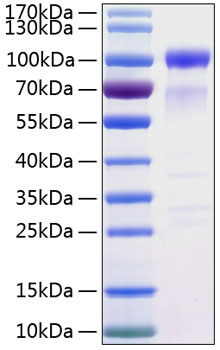 Recombinant Human SIRP-alpha/CD172a Protein