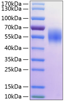 Recombinant Human MHC class I polypeptide-related sequence A/MIC-A Protein