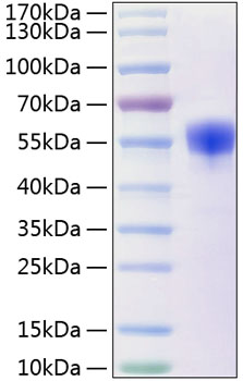 Recombinant Human NKp30/NCR3/CD337 Protein