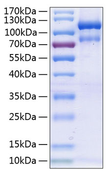 Recombinant Human EphA3 Protein