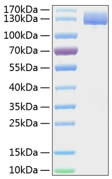 Recombinant Human Aminopeptidase N/APN/CD13 Protein