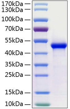 Recombinant Human WIF-1(Q166K) Protein