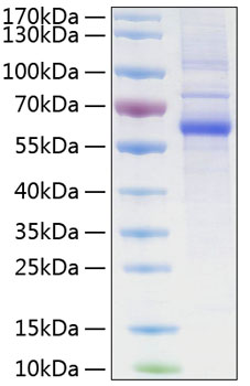 Recombinant Human LAG-3/CD223 Protein