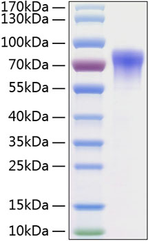 Recombinant Human GDNFR-alpha-2/GFRA2 Protein