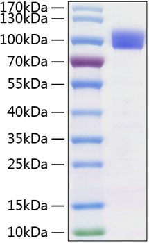 Recombinant Human TYRO3 Protein