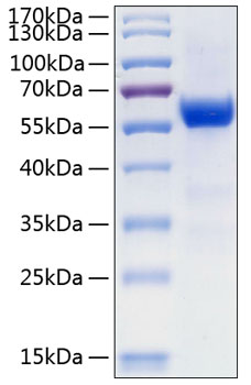 Recombinant Human Frizzled-7/FZD7 Protein