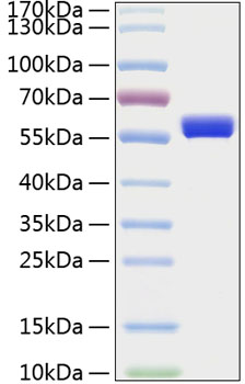 Recombinant Human MMP-1 Protein