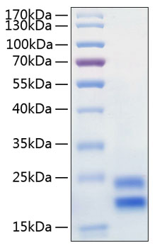 Recombinant Human IL-17A/CTLA-8 Protein