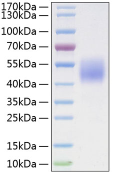 Recombinant Human B7-H4/VTCN1 Protein