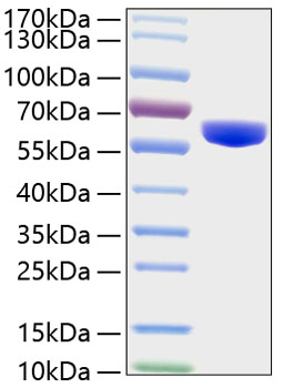 Recombinant Human MMP-3 Protein