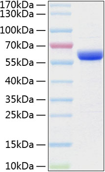 Recombinant Human MMP-3 Protein