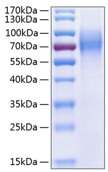 Recombinant Human Trk-C/NTRK3 Protein