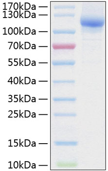 Recombinant Human Neuropilin-2/NRP2/VEGF165R2 Protein