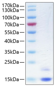 Recombinant Human Cystatin-M/CST6 Protein