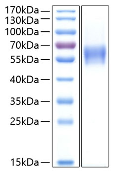 Recombinant Human CNTFR-alpha Protein