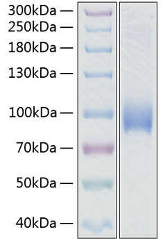 Recombinant Human L-Selectin/SELL/CD62L Protein