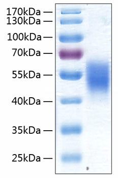 Recombinant Human ALK-7/ACVR1C Protein