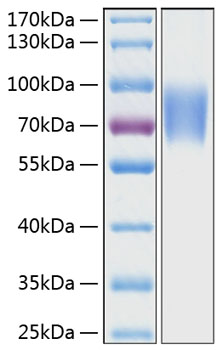 Recombinant Human LFA-3/CD58 Protein