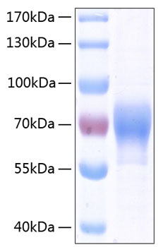 Recombinant Human LILRB2/ILT-4/CD85d Protein