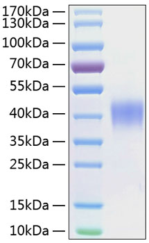 Recombinant Human SLAMF2/CD48 Protein