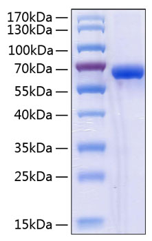 Recombinant Human NKG2D ligand 2/ULBP2 Protein