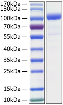 Recombinant Human CSF3R/G-CSF-R/CD114 Protein