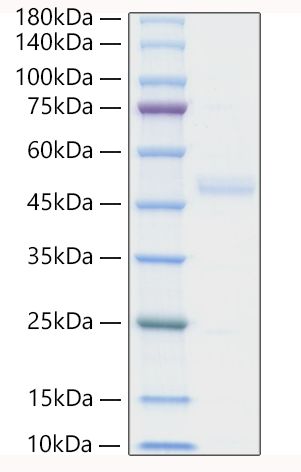 Recombinant Human IL1RL1/ST2 Protein