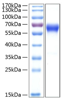 Recombinant Human TNFRSF9/4-1BB/CD137 Protein