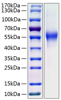 Recombinant Human CD46 Protein