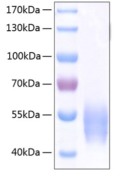 Recombinant Human SIRP-alpha/CD172a Protein