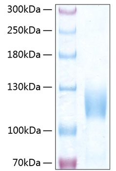 Recombinant Human Trk-C/NTRK3 Protein