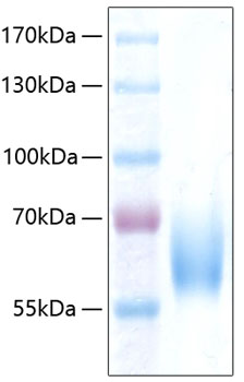 Recombinant Human ICAM-2/CD102 Protein