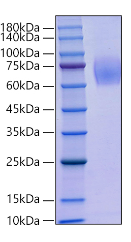 Recombinant Human Trk-B/NTRK2 Protein