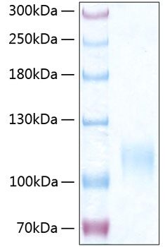 Recombinant Human E-selectin/SELE/CD62E Protein