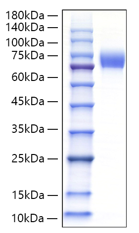 Recombinant Human E-selectin/SELE/CD62E Protein