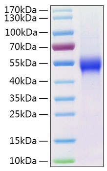 Recombinant Human uPAR/PLAUR/CD87 Protein