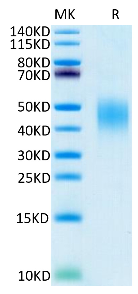 Recombinant Human B7-DC/PD-L2/CD273 Protein